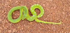 Corallus caninus