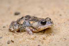 Uperoleia laevigata