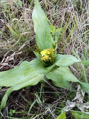 Hypoxis colchicifolia
