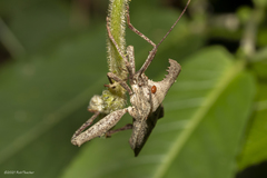 Molipteryx hardwickii