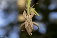 Molipteryx hardwickii