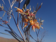 Grevillea refracta