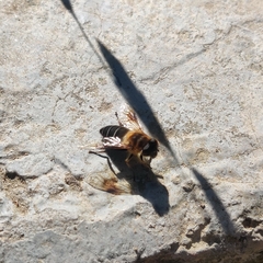 Eristalis himalayensis