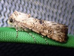 Sympistis perscripta
