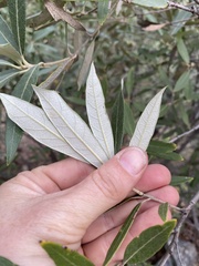 Quercus hypoleucoides