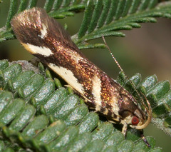 Macrobathra heminephela