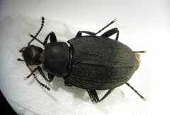 Eleodes opaca
