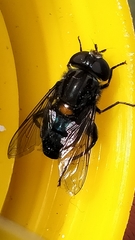 Helophilus hochstetteri