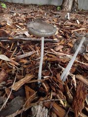 Coprinopsis