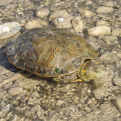 Trachemys gaigeae