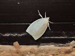 Nymphostola galactina