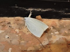 Nymphostola galactina