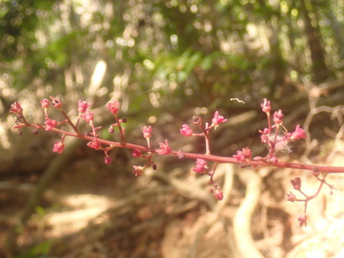 Sorindeia madagascariensis image