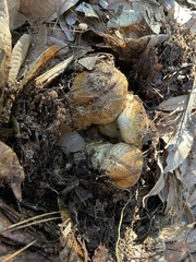 Cortinarius ponderosus