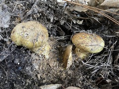 Cortinarius ponderosus