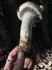 Cortinarius ponderosus
