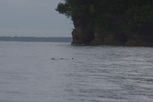 Australian Snubfin Dolphin (Orcaella heinsohni)