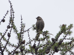 Leucosticte