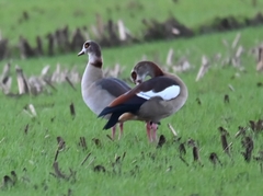 Alopochen aegyptiaca