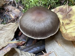 Cortinarius cisqhale