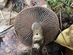 Cortinarius cisqhale