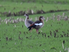 Alopochen aegyptiaca