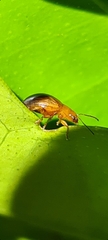 Nisotra bicolorata