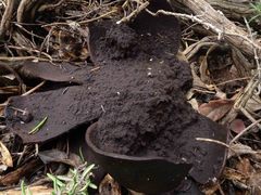 Mycenastrum corium