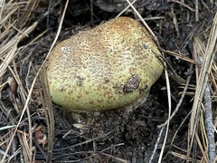 Cortinarius ponderosus