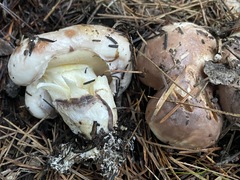 Suillus brunnescens