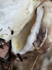 Suillus brunnescens