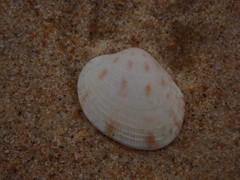 Antigona persimilis