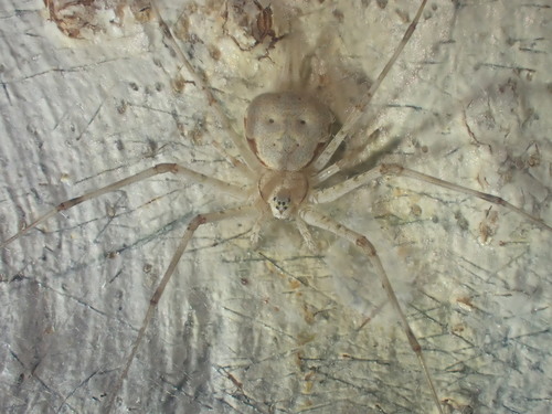Tamopsis fitzroyensis