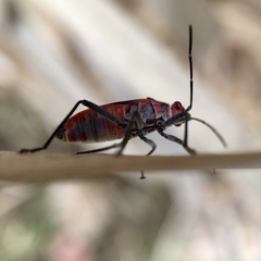 Leptocoris mitellatus