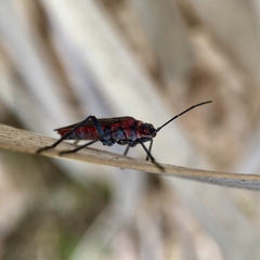 Leptocoris mitellatus