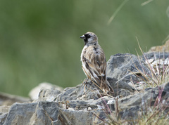 Montifringilla davidiana