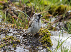 Montifringilla davidiana