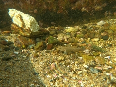 Bathygobius ramosus