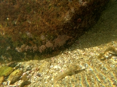 Bathygobius ramosus