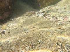 Bathygobius ramosus
