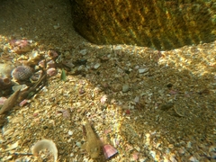Bathygobius ramosus