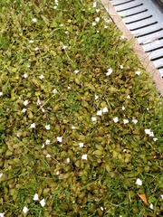 Mazus novaezeelandiae impolitus