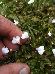 Mazus novaezeelandiae impolitus