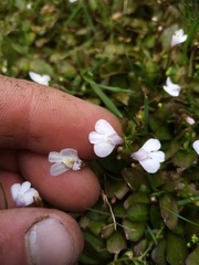 Mazus novaezeelandiae impolitus