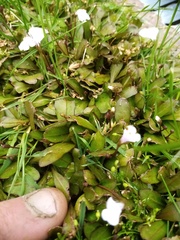 Mazus novaezeelandiae impolitus