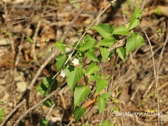 Jacquemontia paniculata