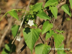Jacquemontia paniculata