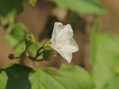 Jacquemontia paniculata