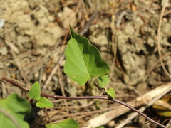 Jacquemontia paniculata