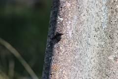 Xylocopa valga